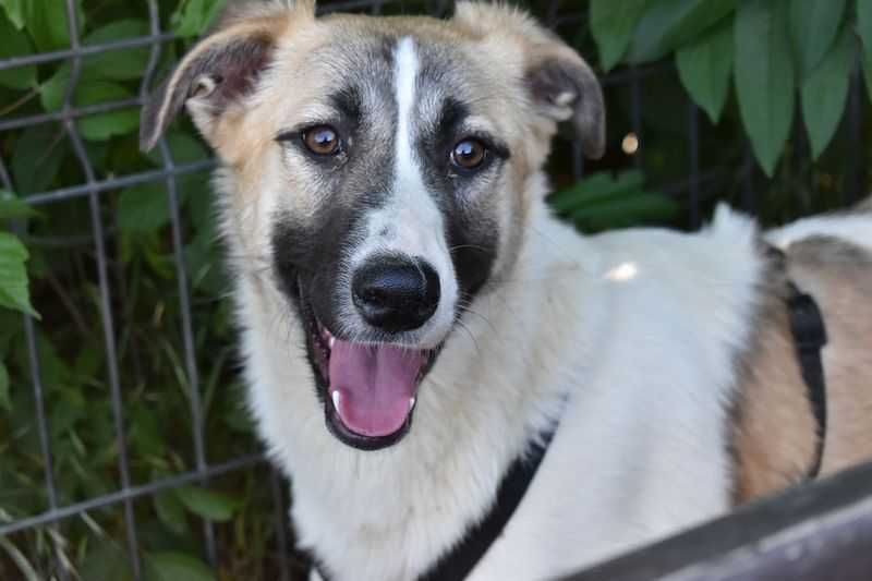 Câini pentru adopție – oferă-le o șansă la o viață mai bună