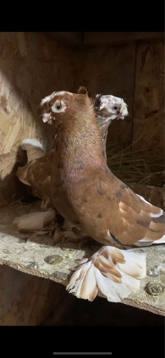 Голуби вольерные