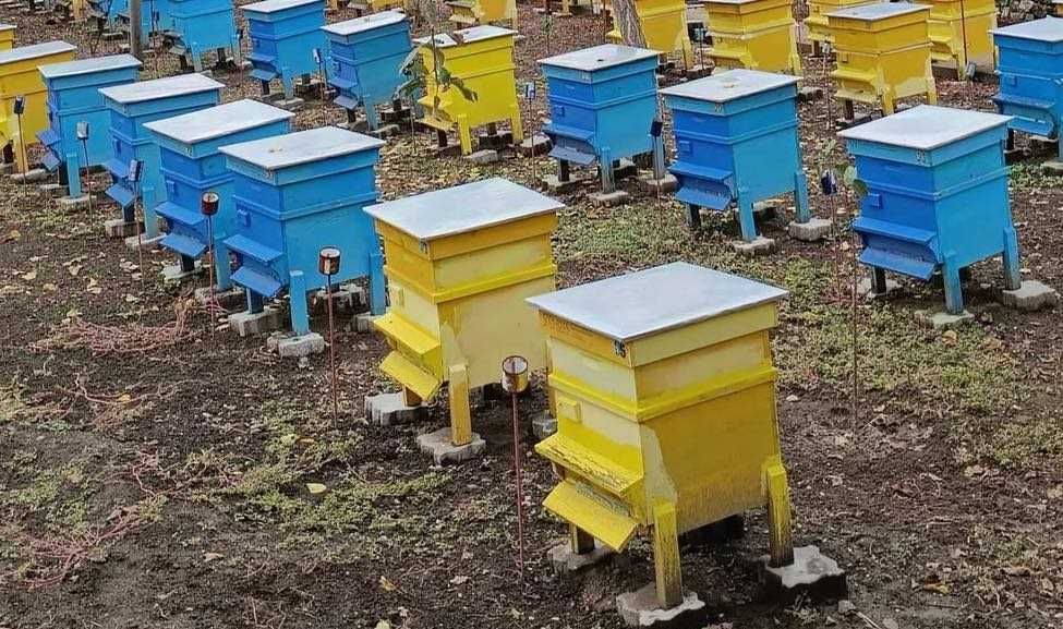 Продавам презимували пчелни семейства и отводки