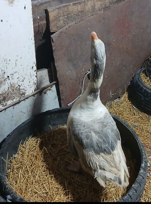 Продам гусака, гусак