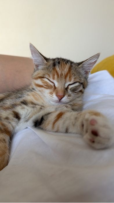 отдаем котенка в хорошие руки