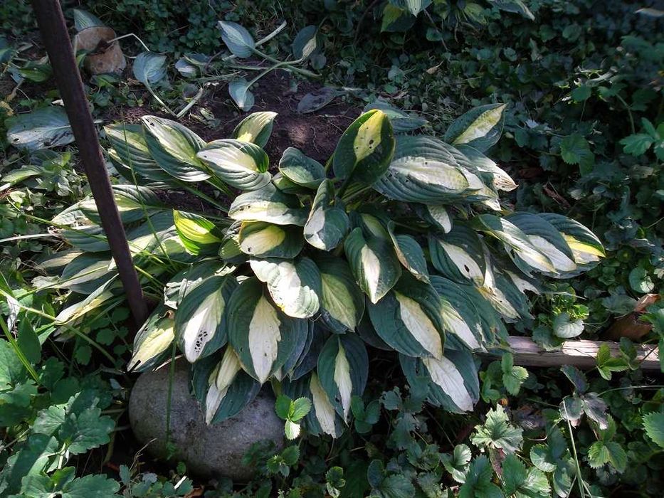 Клематисы разные подрощенные