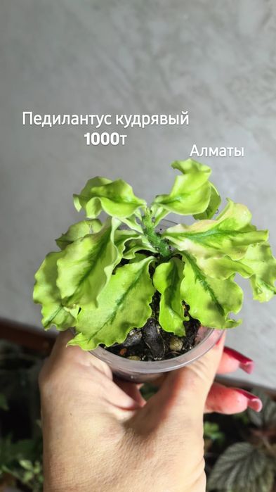 Комнатные растения