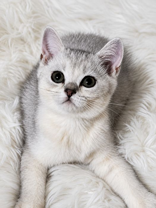 Продаются котята серебряная шиншилла