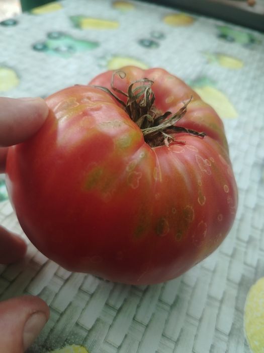 Roșii bio de gradina