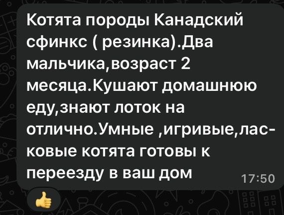 Котята канадский сфинкс