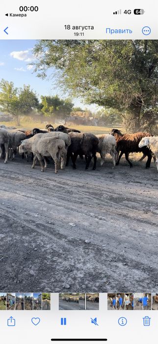 Қой,Тоқты Сатылады!
