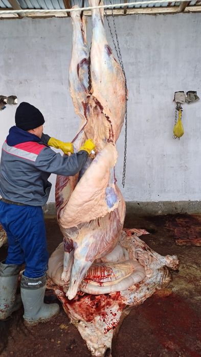 Касапшы-мясник забойшик.