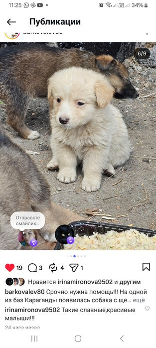 Дарю щенят!     .