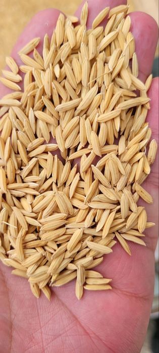 Lazer sholi urug'lik sotiladi