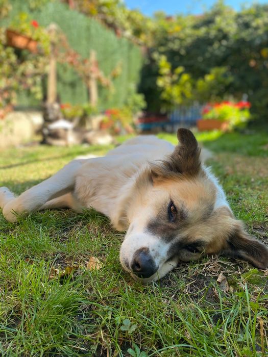 Рошаво женско куче търси дом