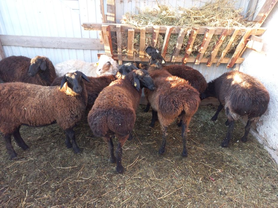 Қой, тұсақ, тоқтылар.