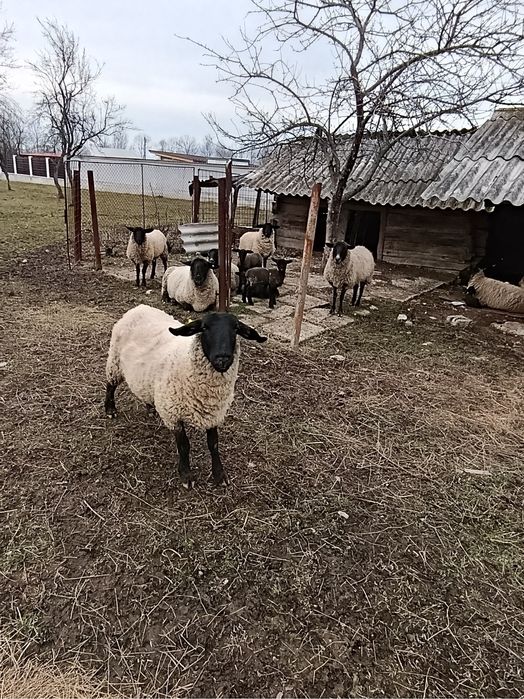 Vând 6 oi Suffolk cu miei