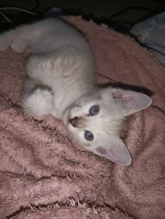 Отдам бесплатно котят в добрые руки