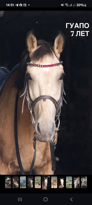 Продам мерина 8 лет или обмен