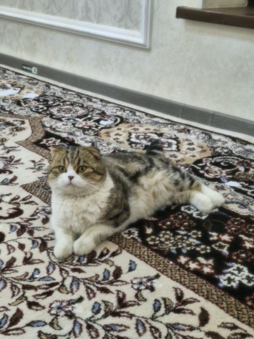 Вязка ваязка шотландская вислоухая фолд ! Жинси угил Телеграмдан ёзсел