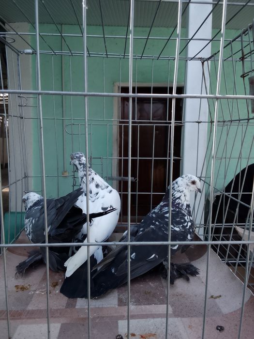 Голуби тараз продам