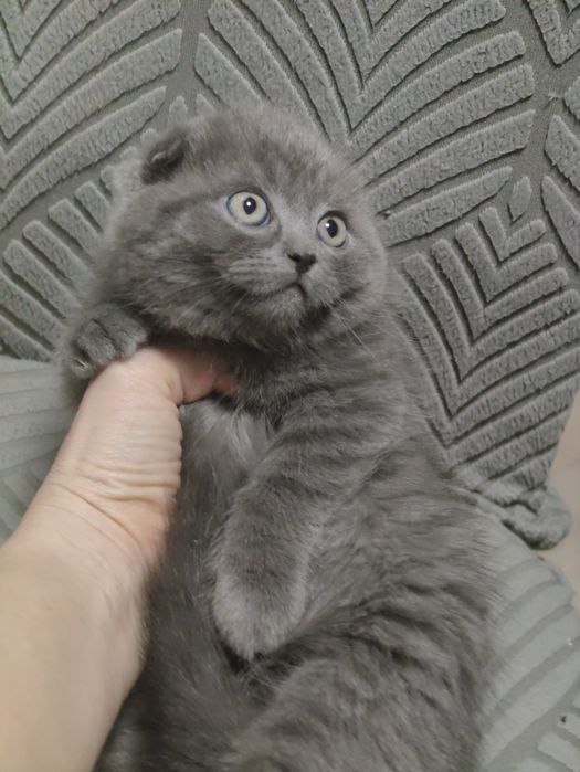 Скотти Фолд Самый ласковый в мире !