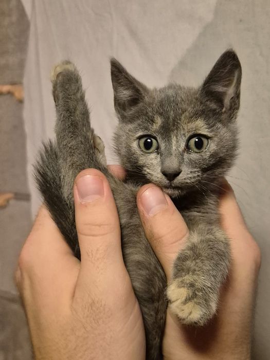 Котятки 1.5 месяца в добрые руки