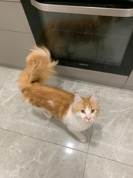 Девочка мейнкун с родословной