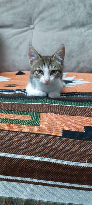 Котята в хорошие руки
