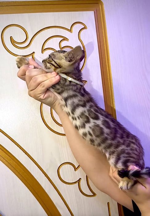 Bengal bolalari sotiladi srochno