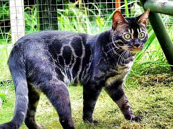 Бенгальские Угольки, котята