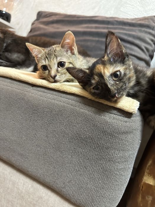 Котята ищут любящих хозяев