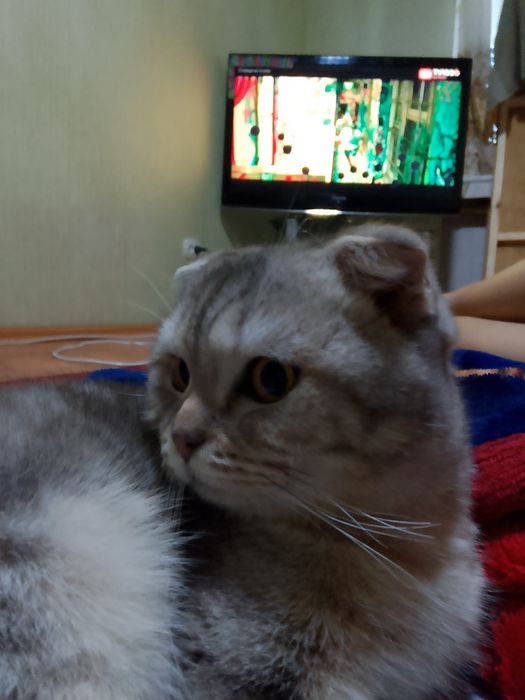 Кошка шатланский