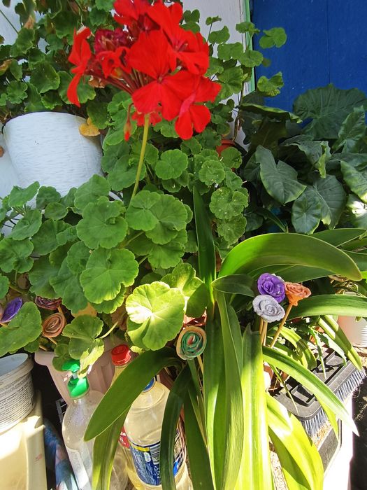 Продам герань, разноцветную