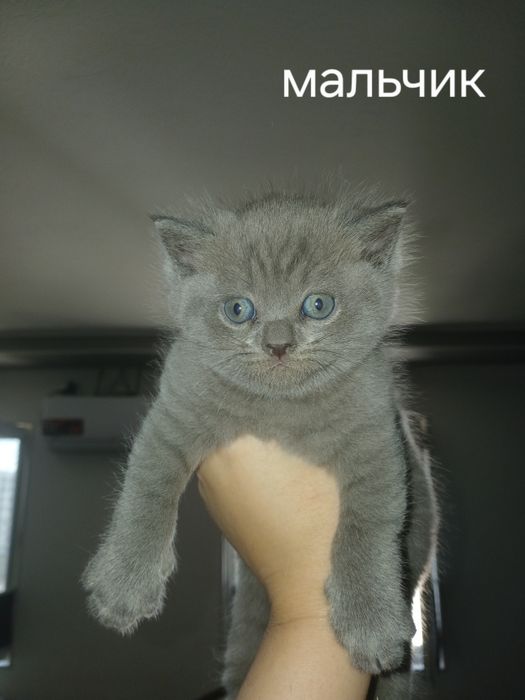 Срочно!!! Котятки ищут новый дом реальным покупателям будет скидка