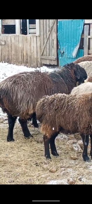 Племенной Баран Гиссар