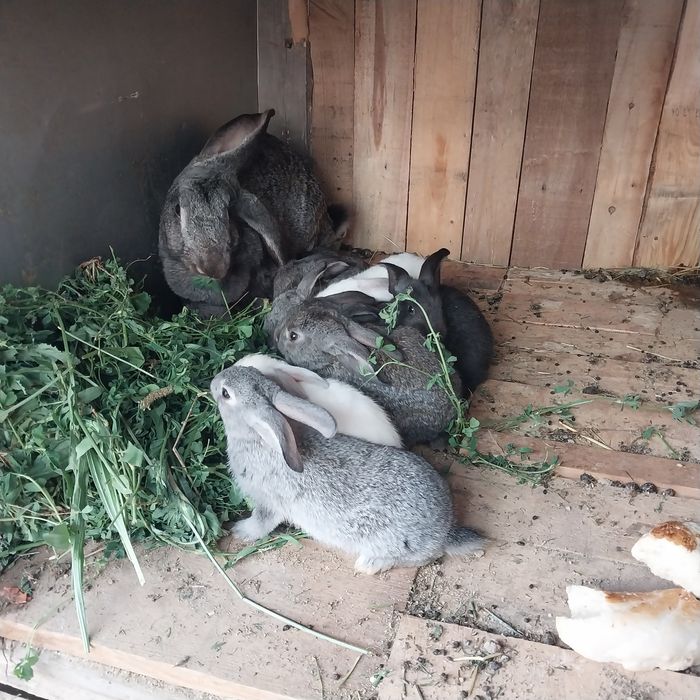 Quyon bollari bir oylik