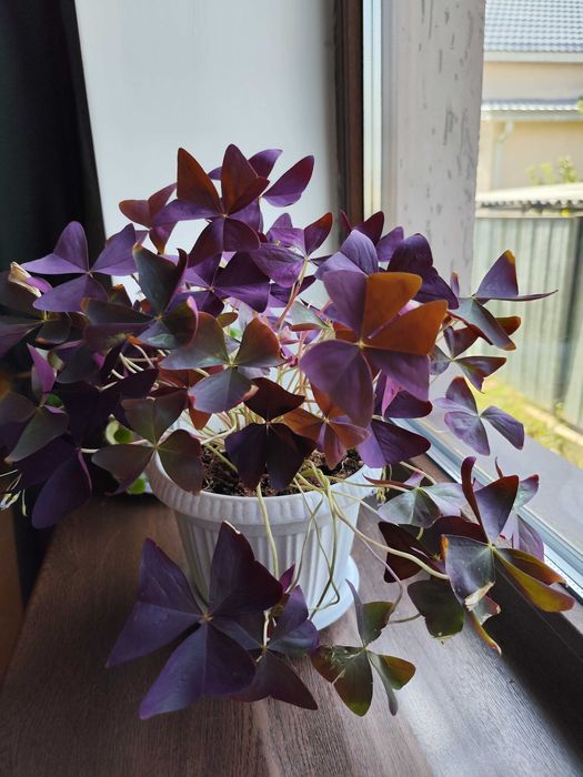 Кислица от 3500тг. 2 шт.