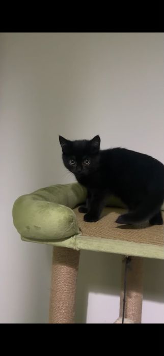 Котенок черный, девочка и Мамашка полукровка, ищем хорошие ручки.
