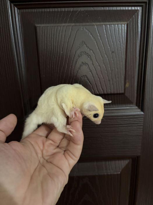 Veverita zburatoare/sugar glider/femela