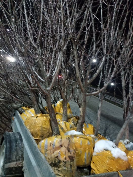 Саженцы  7-8летных