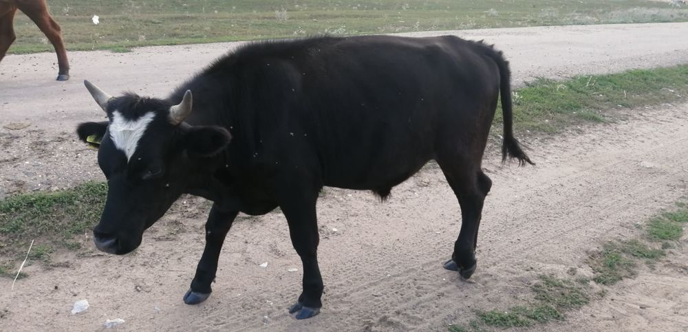 Семиз бука. Тайынша. Сатамин