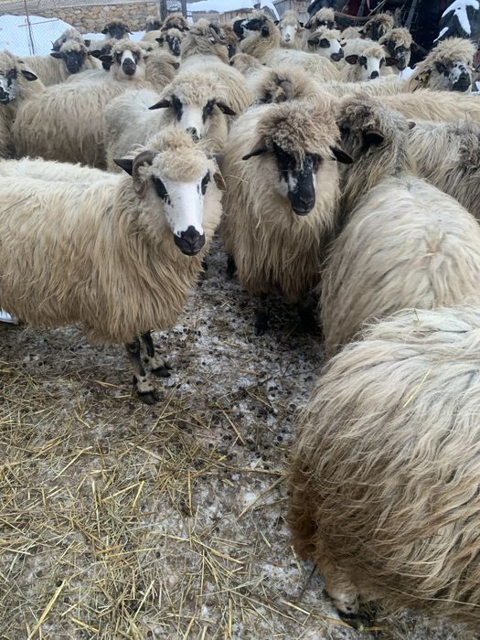 Oi țurcane de vânzare cu miei