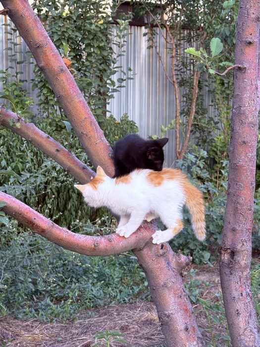 В добрые руки котята
