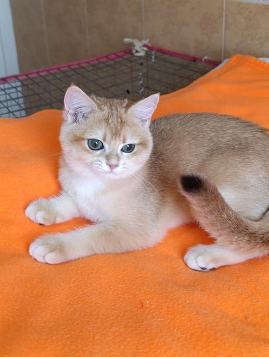 Scottish straight fetita   SFS ny 11  71 golden