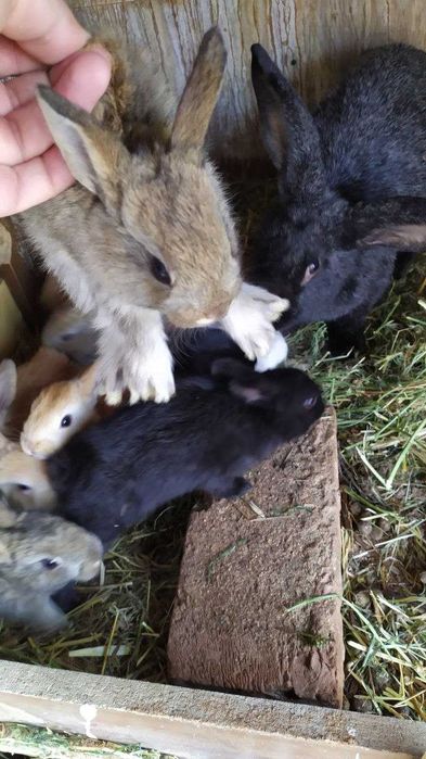 Quyon / Куён / Қуён / Куйон / Кролики 1 ойлик боласи сутдан чиккан