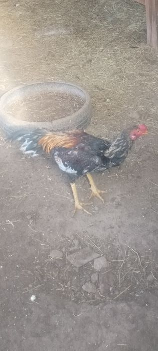 Продаётся дакан бойцовый шөже 6-месяцев