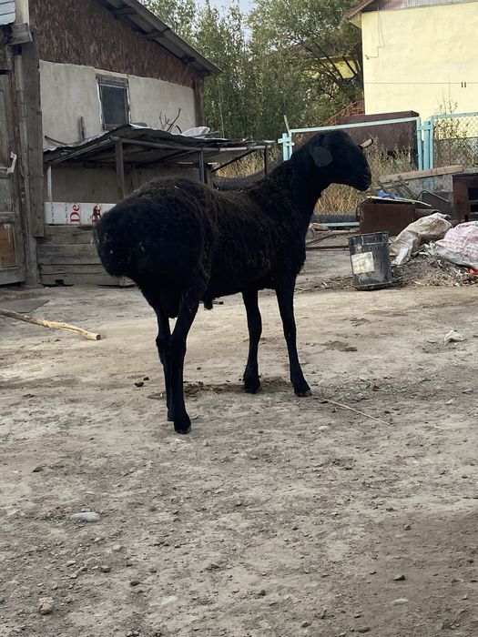 Продам кошкар породистый