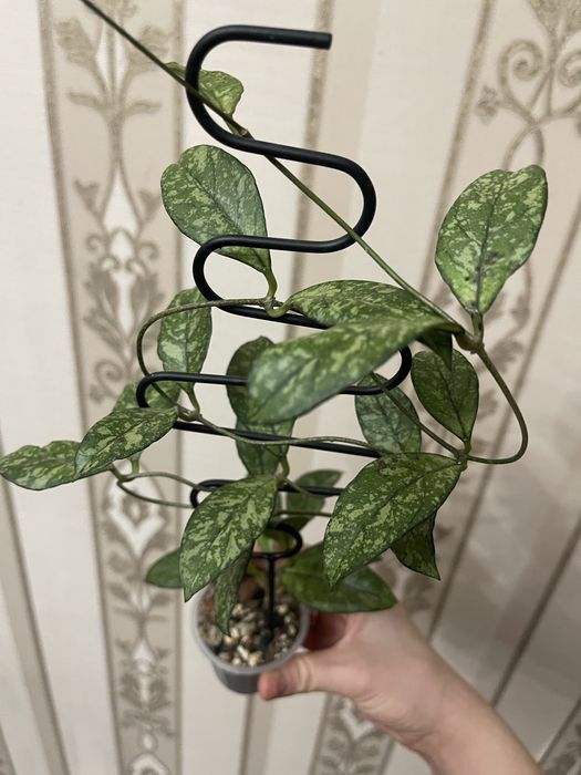 Хоя Крассипетиолата Сплеш