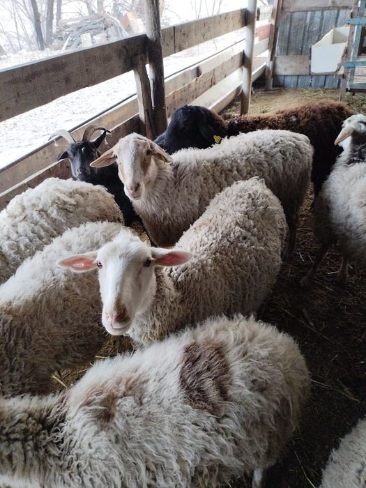 Продам баранов, рожают по два