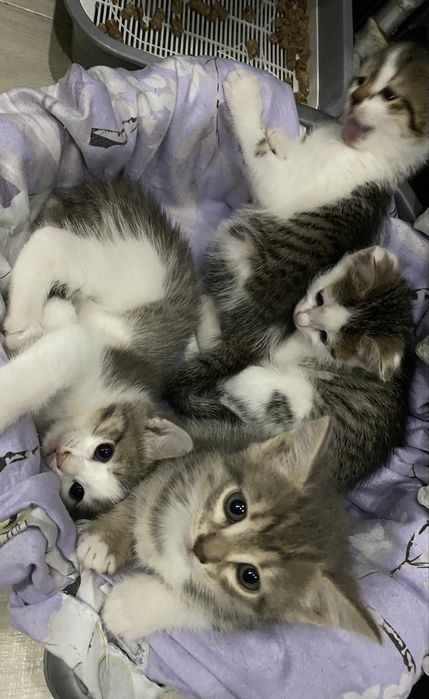 Отдам в хорошую руку.Котят 1 месяц 13 дней