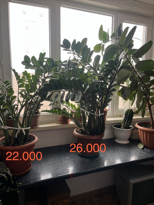Цветы комнатные домашние