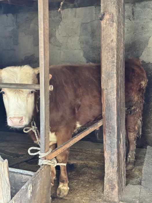 Продается бычок, бұқа сатылады.