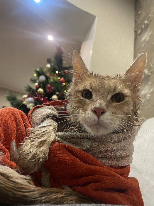 пропала кошка Мейн Кун, район малой станицы